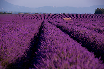 Image showing stone house at lavender field