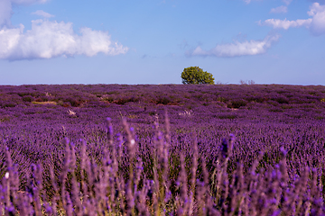 Image showing lavender field france