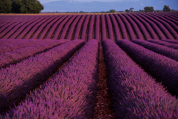 Image showing lavender field france