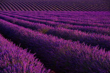 Image showing lavender field france