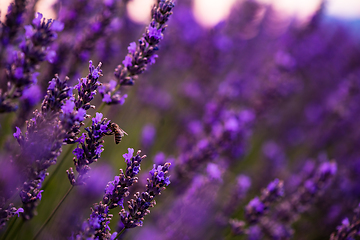 Image showing bumblebee collecting pollen from one of the lavender flower