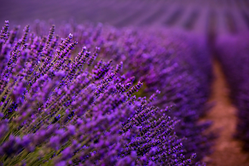 Image showing Close up Bushes of lavender purple aromatic flowers