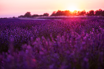 Image showing colorful sunset at lavender field