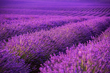 Image showing lavender field france