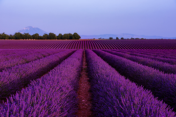 Image showing lavender field france