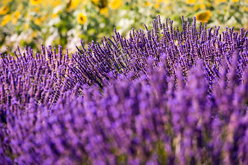 Image showing Close up Bushes of lavender purple aromatic flowers