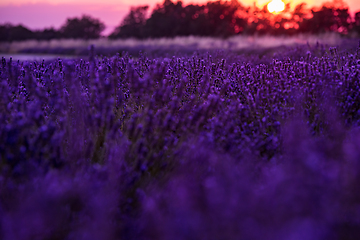 Image showing colorful sunset at lavender field