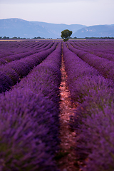 Image showing lonely tree at lavender field