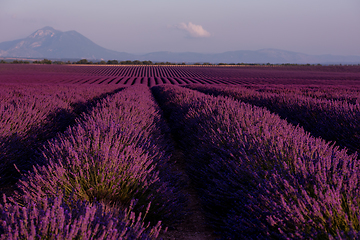 Image showing lavender field france