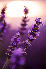 Image showing Close up Bushes of lavender purple aromatic flowers