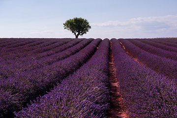 Image showing lonely tree at lavender field