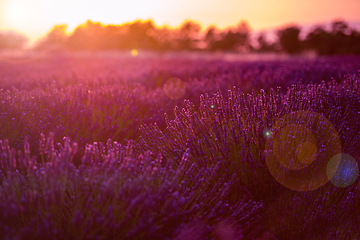 Image showing colorful sunset at lavender field