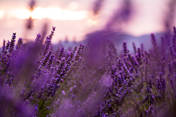 Image showing Close up Bushes of lavender purple aromatic flowers