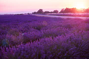 Image showing colorful sunset at lavender field