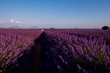 Image showing stone house at lavender field