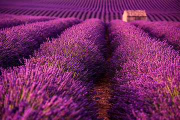 Image showing stone house at lavender field