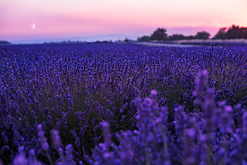 Image showing Moon During  colorful sunset at lavender field