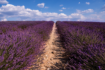 Image showing lavender field france