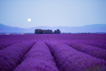 Image showing the moon above lavender field france