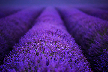 Image showing lavender field france