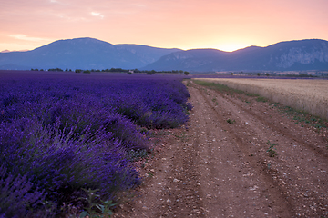 Image showing lavender field france