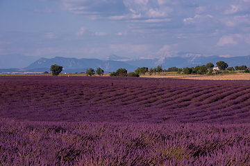 Image showing lavender field france