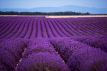 Image showing lavender field france