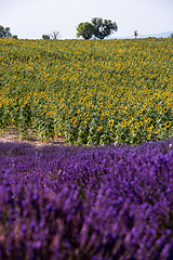 Image showing lavender and sunflower field