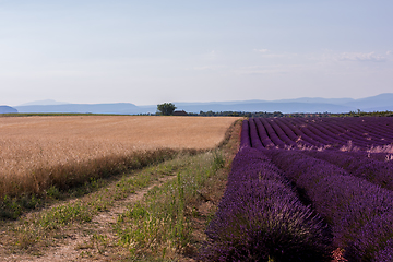 Image showing lavender field france