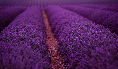 Image showing lavender field france