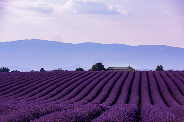 Image showing lavender field france