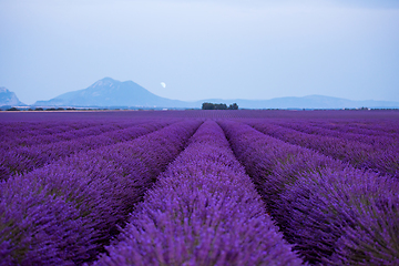 Image showing the moon above lavender field france