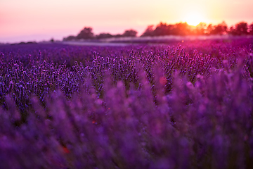 Image showing colorful sunset at lavender field