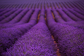 Image showing lavender field france