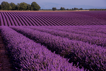 Image showing lavender field france