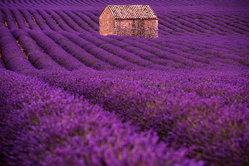 Image showing stone house at lavender field