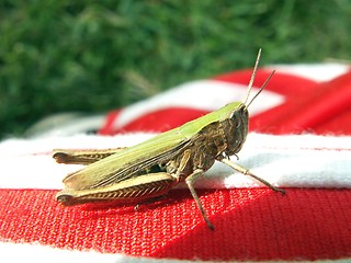 Image showing Grasshopper