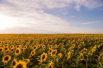 Image showing Sunflower field