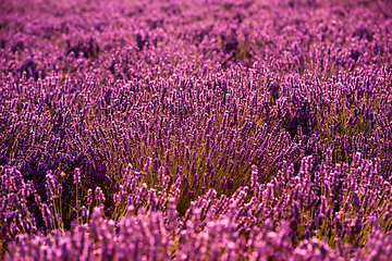 Image showing Close up Bushes of lavender purple aromatic flowers