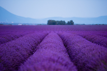 Image showing lavender field france