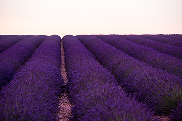 Image showing lavender field france