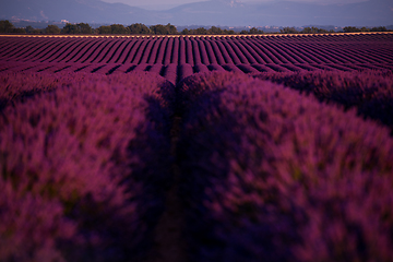 Image showing lavender field france