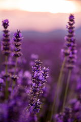 Image showing Close up Bushes of lavender purple aromatic flowers