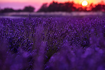 Image showing colorful sunset at lavender field