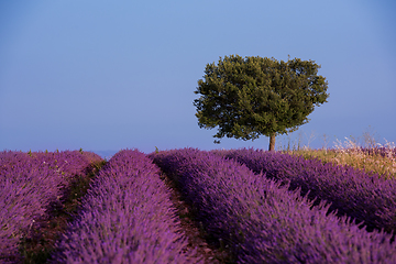 Image showing lonely tree at lavender field