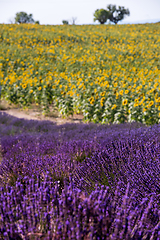 Image showing lavender and sunflower field