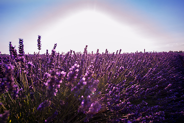 Image showing Close up Bushes of lavender purple aromatic flowers