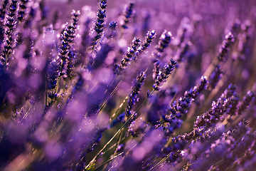 Image showing Close up Bushes of lavender purple aromatic flowers