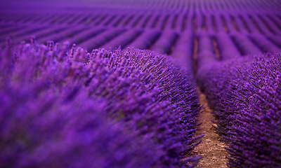 Image showing Close up Bushes of lavender purple aromatic flowers