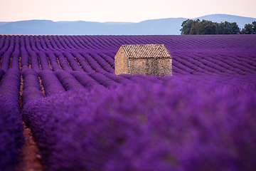 Image showing stone house at lavender field